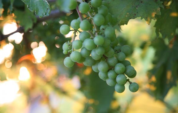 Grapes