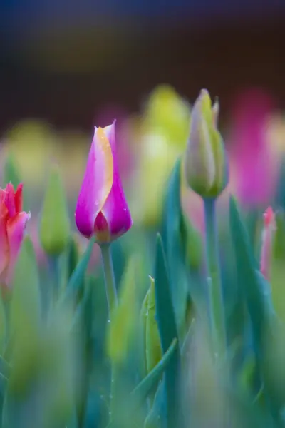 Tulips Close Up